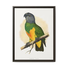 Senegal Parrot (Poicephalus senegalus) colored wood-engraved plate by Alexander Francis Lydon. - NOMADEN ART GALLERY