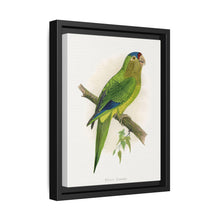 Petz's Conure (Aratinga canicularis) colored wood-engraved plate by Alexander Francis Lydon - NOMADEN ART GALLERY