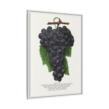 Early Ohio grape lithograph. Digitally enhanced from our own original 1900 edition plates of Botanical Specimen published by Rochester Lithographing