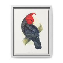 Gang-Gang Cockatoo (Callocephalon fimbriatum) colored wood-engraved plate by Alexander Francis Lydon - NOMADEN ART GALLERY