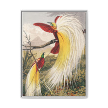Birds of Paradise: Vintage Natural History Art by Benjamin Fawcett (1808 - 1893) - NOMADEN ART GALLERY