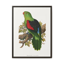 Red-winged parakeet (Aprosmictus erythropterus) colored wood-engraved plate by Alexander Francis Lydon - NOMADEN ART GALLERY