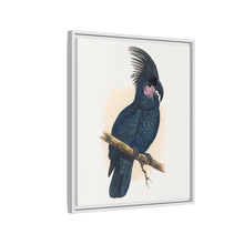 Great Black Cockatoo (Probosciger aterrimus) colored wood-engraved plate by Alexander Francis Lydon