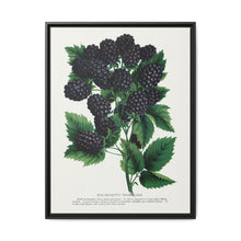 Wachusetts Thornless blackberry lithograph. Digitally enhanced from our own original 1900 edition plates of Botanical Specimen published by Rochester Lithographing - NOMADEN ART GALLERY