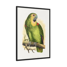 Blue-Fronted Amazon (Amazona aestiva) colored wood-engraved plate by Alexander Francis Lydon