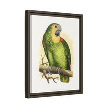 Blue-Fronted Amazon (Amazona aestiva) colored wood-engraved plate by Alexander Francis Lydon