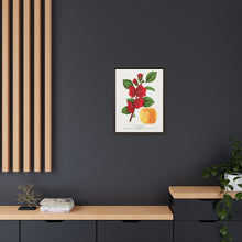 Japan Quince tree lithograph. Digitally enhanced from our own original 1900 edition plates of Botanical Specimen published by Rochester Lithographing