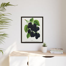 Snyder Blackberry lithograph from Botanical Specimen published by Rochester Lithographing