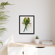 Budgerigar (Melopsittacus undulatus) colored wood-engraved plate by Alexander Francis Lydon