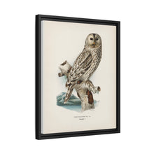 Strix uralensis ♀ illustrated by the von Wright brothers from our own 1929 folio version of Svenska Fåglar Efter Naturen Och Pa Sten Ritade - NOMADEN ART GALLERY