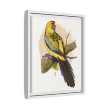 Lydon's Yellow-Rumped Parrakeet | Vintage Bird Wall Art Print