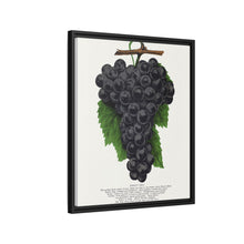 Early Ohio grape lithograph. Digitally enhanced from our own original 1900 edition plates of Botanical Specimen published by Rochester Lithographing
