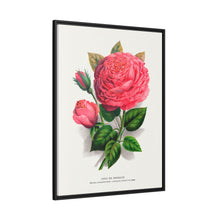Pink rose, Anna De Diesbach lithograph. Digitally enhanced from our own original 1900 edition plates of Botanical Specimen published by Rochester Lithographing
