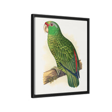 Placa xilográfica coloreada de periquito multicolor (Psephotellus varius) de Alexander Francis Lydon