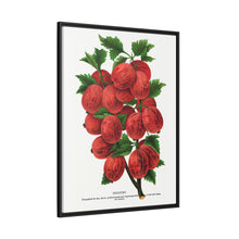 Industry Gooseberry lithograph. Digitally enhanced from our own original 1900 edition plates of Botanical Specimen published by Rochester Lithographing