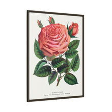Pink rose, Glorie de Dijon lithograph. Digitally enhanced from our own original 1900 edition plates of Botanical Specimen published by Rochester Lithographing