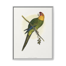 Carolina Parrot (Conuropsis carolinensis) colored wood-engraved plate by Alexander Francis Lydon. - NOMADEN ART GALLERY