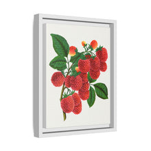 Shaffer's Colossal Raspberry Lithograph (1900)