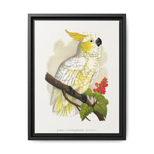 Lesser Lemon-Crested Cockatoo (Cacatua sulphurea) colored wood-engraved plate by Alexander Francis Lydon - NOMADEN ART GALLERY