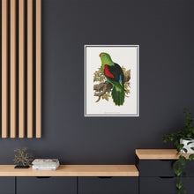 Red-winged parakeet (Aprosmictus erythropterus) colored wood-engraved plate by Alexander Francis Lydon
