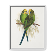 Budgerigar (Melopsittacus undulatus) colored wood-engraved plate by Alexander Francis Lydon - NOMADEN ART GALLERY