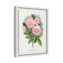 Pink rose, Clothilde Soupert lithograph. Digitally enhanced from our own original 1900 edition plates of Botanical Specimen published by Rochester Lithographing