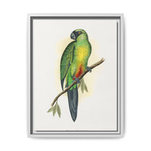 Masked Parrakeet (Prosopeia personata) colored wood-engraved plate by Alexander Francis Lydon