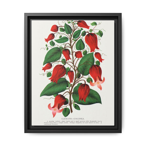Prunus Triloba flower lithograph. Digitally enhanced from our own original 1900 edition plates of Botanical Specimen published by Rochester Lithographing - NOMADEN ART GALLERY