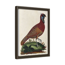 A horned Indian pheasant standing on the grass by J. Pass after J. E. Ihle.