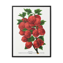 Industry Gooseberry lithograph. Digitally enhanced from our own original 1900 edition plates of Botanical Specimen published by Rochester Lithographing - NOMADEN ART GALLERY