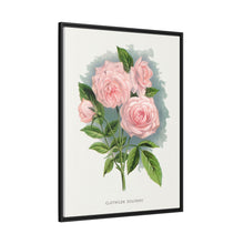 Pink rose, Clothilde Soupert lithograph. Digitally enhanced from our own original 1900 edition plates of Botanical Specimen published by Rochester Lithographing