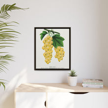 White Grape Lithograph | Vintage Botanical Wall Art Print