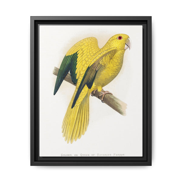 Golden or Queen Bavaria's Parrot (Guaruba guarouba) colored wood-engraved plate by Alexander Francis Lydon. - NOMADEN ART GALLERY