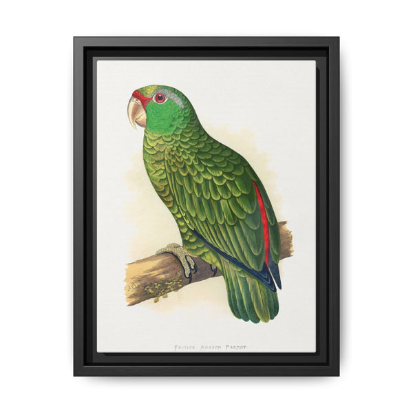 Many-Coloured Parrakeet (Psephotellus varius) colored wood-engraved plate by Alexander Francis Lydon - NOMADEN ART GALLERY