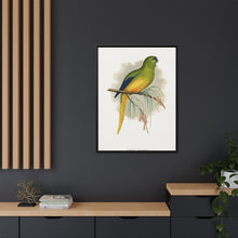 Elegant Parrakeet (Neophema elegans) colored wood-engraved plate by Alexander Francis Lydon