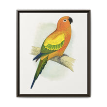 Sun Parrakeet (Aratinga solstitialis) colored wood-engraved plate by Alexander Francis Lydon - NOMADEN ART GALLERY