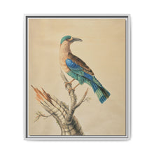 Coracias Benghalensis by Sarah Stone - NOMADEN ART GALLERY