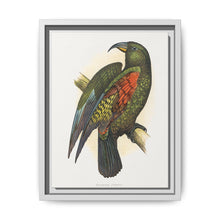 Mountain Parrot (Nestor notabilis) colored wood-engraved plate by Alexander Francis Lydon - NOMADEN ART GALLERY