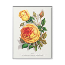 lithograph from Botanical Specimen published by Rochester Lithographing - NOMADEN ART GALLERY