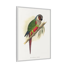 Placa xilográfica coloreada de la cotorra orejiblanca (Pyrrhura leucotis) de Alexander Francis Lydon 