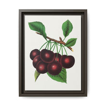 Black Tartarian cherry lithograph. Digitally enhanced from our own original 1900 edition plates of Botanical Specimen published by Rochester Lithographing - NOMADEN ART GALLERY