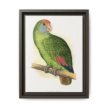 Dufresne's Amazon (Amazona dufresniana) colored wood-engraved plate by Alexander Francis Lydon - NOMADEN ART GALLERY