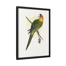 Carolina Parrot (Conuropsis carolinensis) colored wood-engraved plate by Alexander Francis Lydon.