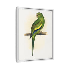 Canary-Winged Conure ( Brotogeris versicolurus) colored wood-engraved plate by Alexander Francis Lydon