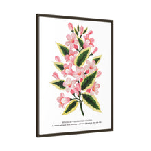 Pink flowers, Weigela lithograph (1900)
