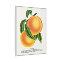 Champion plum lithograph from Botanical Specimen published by Rochester Lithographing