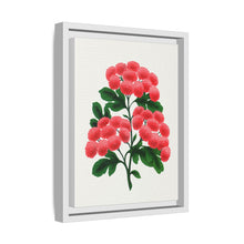 Paul's New Double Flowering Thorn lithograph. Digitally enhanced from our own original 1900 edition plates of Botanical Specimen published by Rochester Lithographing