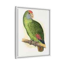 Dufresne's Amazon (Amazona dufresniana) colored wood-engraved plate by Alexander Francis Lydon