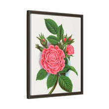 Pink rose, Salet Moss lithograph. Digitally enhanced from our own original 1900 edition plates of Botanical Specimen published by Rochester Lithographing