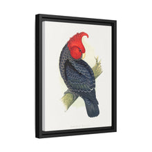 Gang-Gang Cockatoo (Callocephalon fimbriatum) colored wood-engraved plate by Alexander Francis Lydon